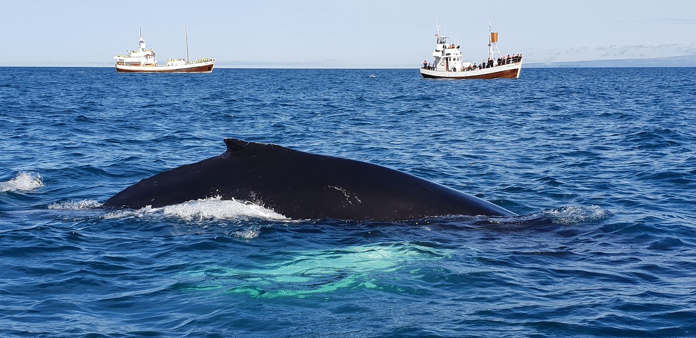 Observation des baleines à Husavik – La visite originale